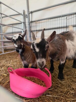 Pygmy goats