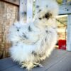 Silky hen