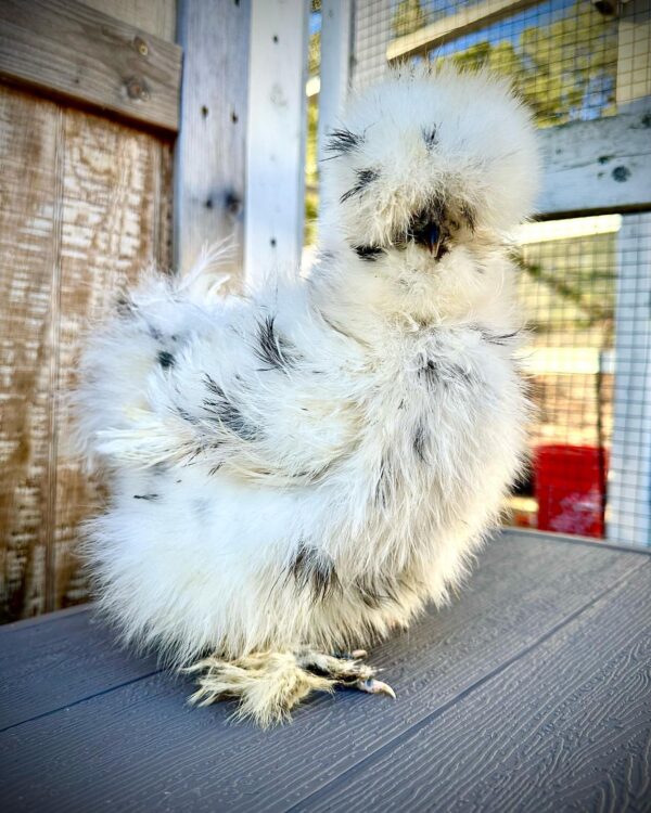 Silky hen