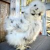 Silky hen