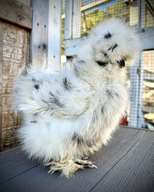 Silky hen
