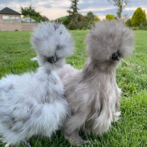IMG_7597 Silky hens