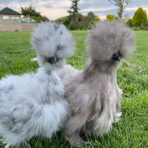 Silky hens