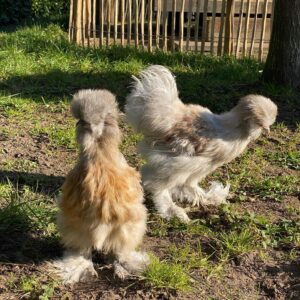 IMG_7599 Silky hens
