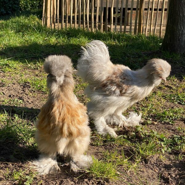 Silky hens