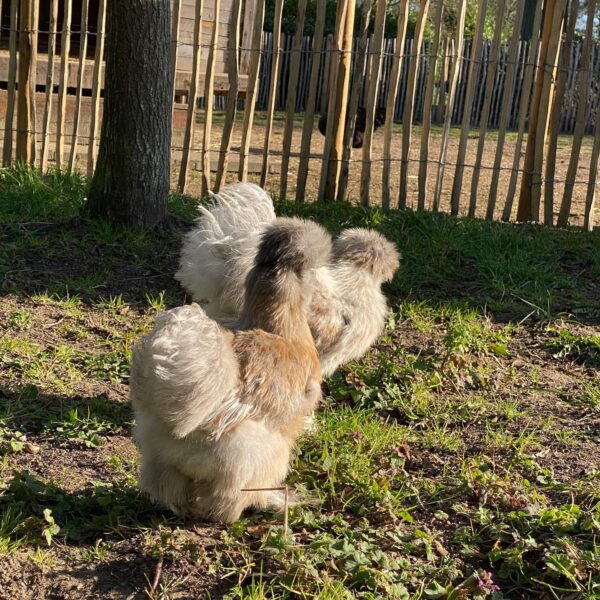 Silky hens