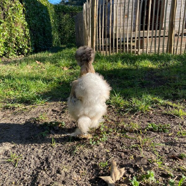 Silky hens