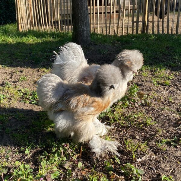 Silky hens