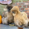 Silky pullets