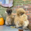 Silky pullets