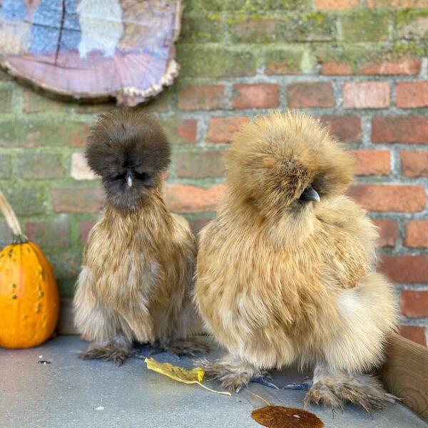 Silky pullets