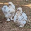 Frizzle hens