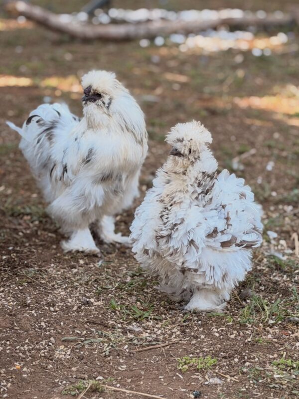 Frizzle hens
