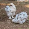 Frizzle hens