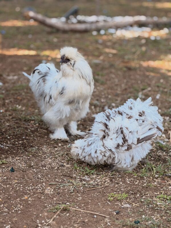 Frizzle hens