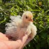 Frizzle pullet
