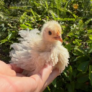 Frizzle pullet