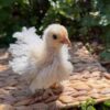 Frizzle pullet