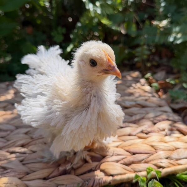 Frizzle pullet