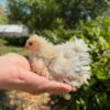 Frizzle pullet