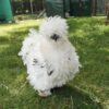 Frizzle Hen