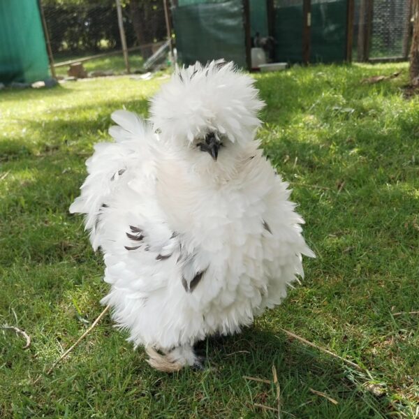 Frizzle Hen