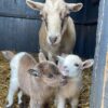 Pygmy goats