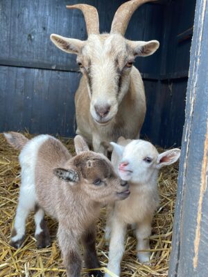 Pygmy goats