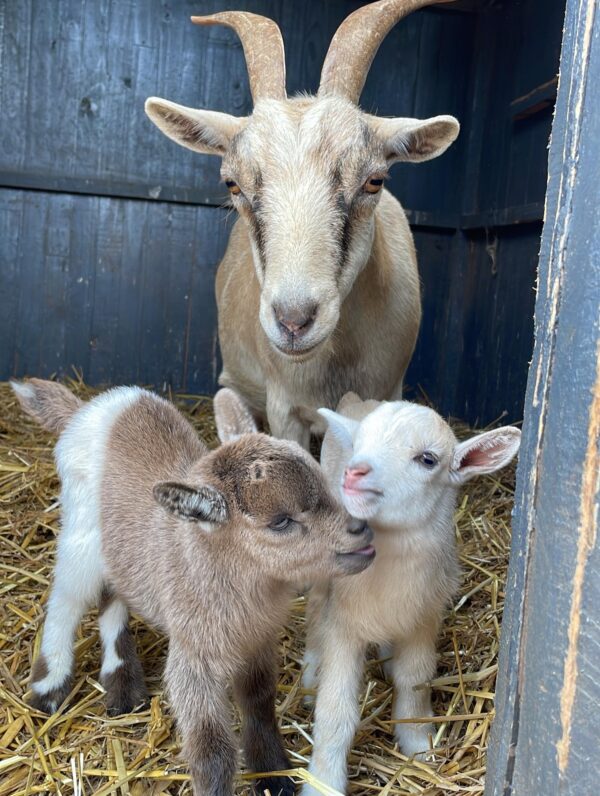 Pygmy goats