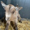Pygmy goats