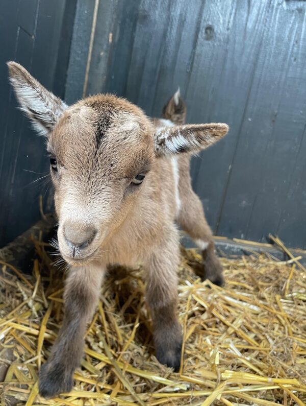 Pygmy goats