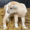Pygmy goats