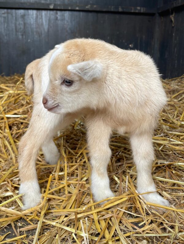 Pygmy goats