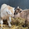 Pygmy goats