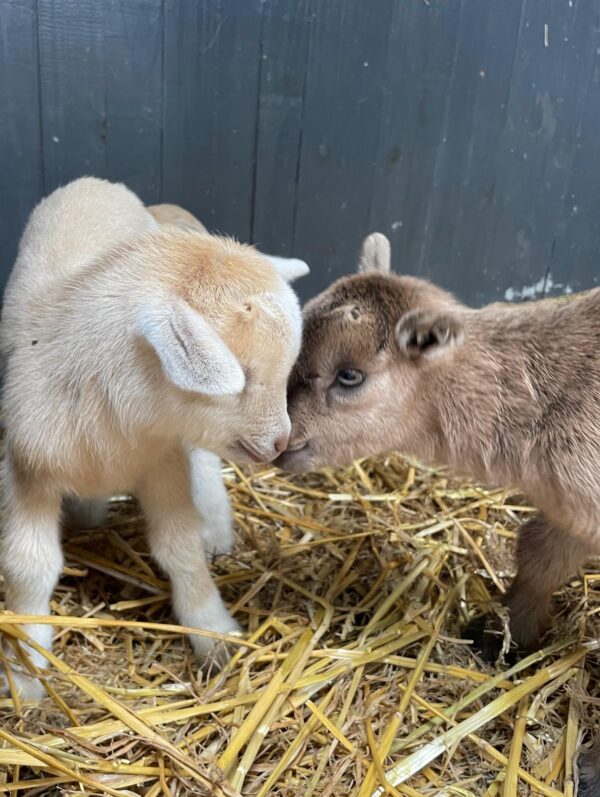 Pygmy goats