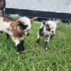 Pygmy goats