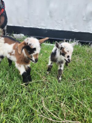 Pygmy goats