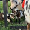 Pygmy goats