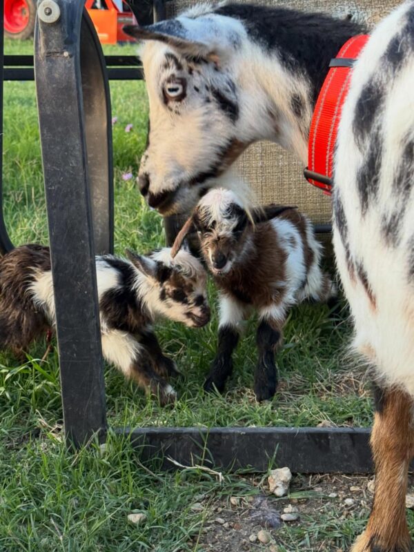 Pygmy goats