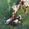 Pygmy goats