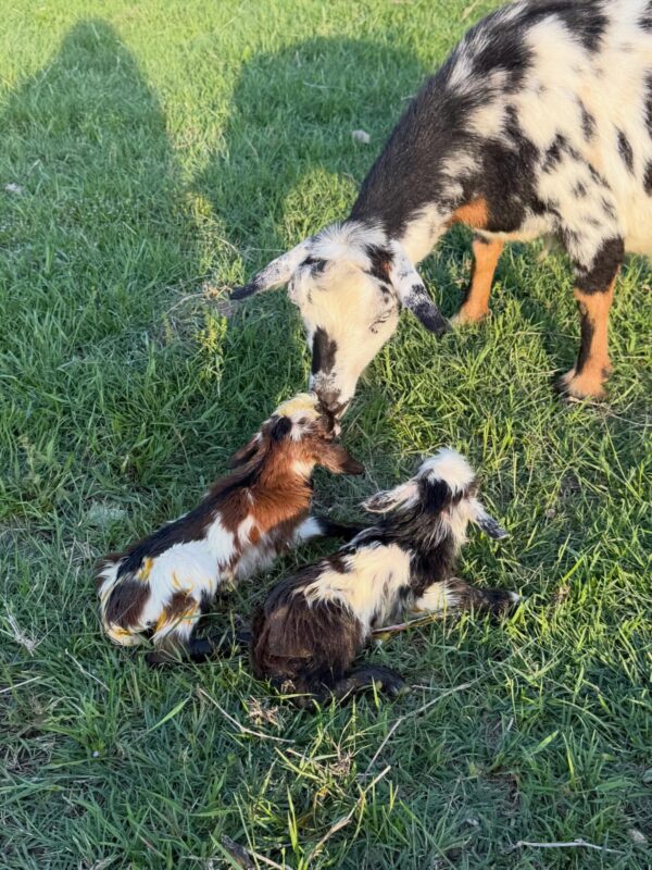Pygmy goats