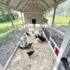Chicken coop